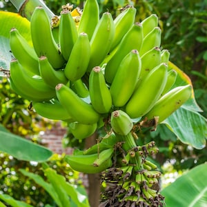 2-Pack Banana Tree &#39;Grand Nain&#39; (Musa acuminata) Fast-growing, edible fruit - Cold-hardy - Same variety as Chiquita Banana