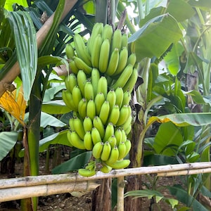 2-Pack Banana Tree &#39;Dwarf Cavendish&#39; (Musa acuminata) Starter Plant - Fast Growing, Edible Fruit - Perfect for Indoors or Small Gardens