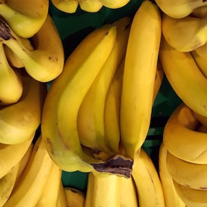 2-Pack Combo Banana Trees &#39;Dwarf Cavendish&#39; and &#39;Grand Nain&#39; (Musa acuminata) - Fast Growing - Cold-Hardy- Tropical - Edible - High Yielding