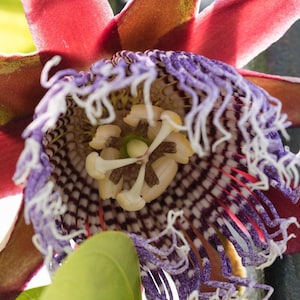 Passionfruit Giant Granadilla (Passiflora quadrangularis) - Tropical Fruit Vine - Passionfruit Vine - Edible - Hardy - Exotic - Fast Growing