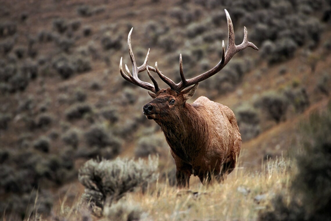Bull Elk Impression photographique ultra haute définition Etsy