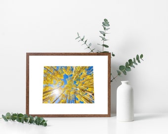 Colorado Map Aspen Tree Wall Art, Aspen Tree Forest Wall Art, Nature Colorado Photography Art, Panoramic Aspen Photography, Library Decor