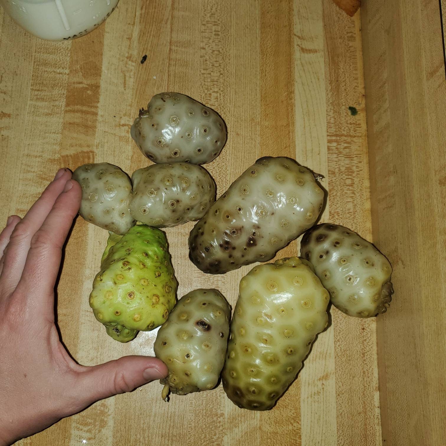 50 Noni Fruit Seeds Freshly Hand Harvested to Sprout. Florida Etsy