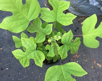3 TULIP POPLAR 1-yr-old TREE seedlings saplings Yellow Flower Liriodendron Tulipifera Whitewood