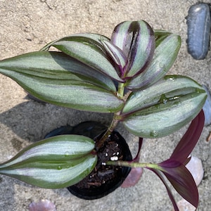 TRADESCANTIA zebrina quadricolor very rare Wandering Jew rooted plant