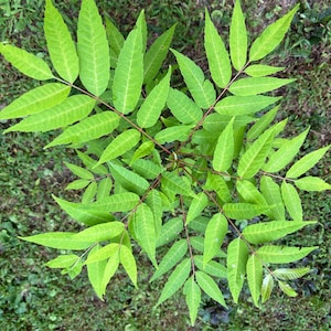 May include: A young tree with bright green, pinnately compound leaves. The foliage is arranged in a radial pattern, featuring multiple leaflets with serrated edges and pointed tips attached to thin, reddish-brown stems extending from the center.
