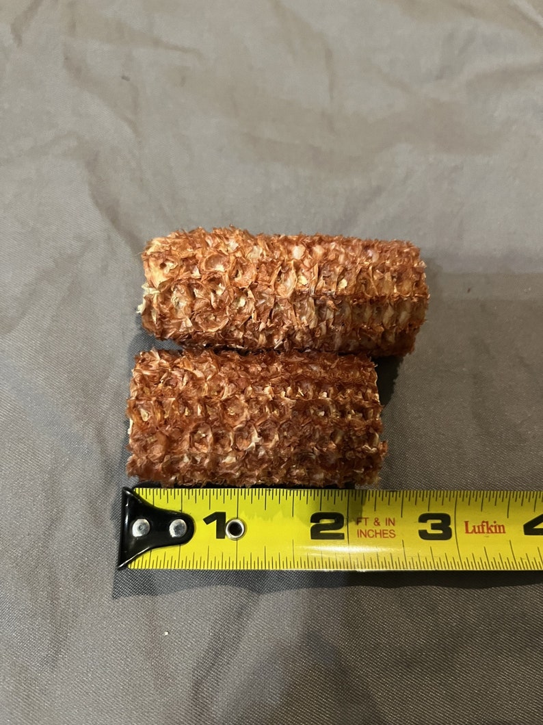 25 Primitive Rustic Corn Cob Bowl Fillers Used For Crafts Bowl Fillers 