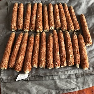 May include: A close-up of a gray fabric surface with a collection of dried corn cobs arranged in rows. The cobs are a reddish-brown color and have a rough texture.