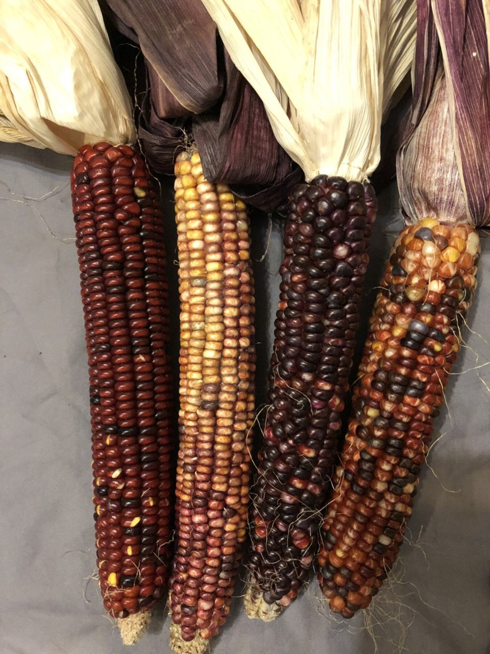 Decorative Indian Corn 4 Ears with Husk cobs are 7 to Etsy