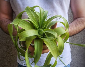 Tillandsia STREPTOPHYLLA rare and unusual live airplant for house vivarium decoration plant