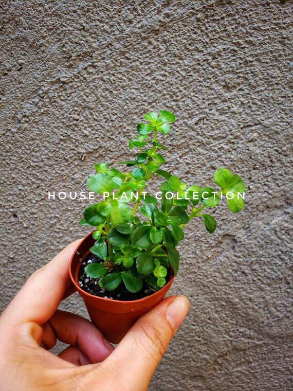 Hemianthus Callitrichoides Larmes De Bebe Nain Ideal Pour Etsy