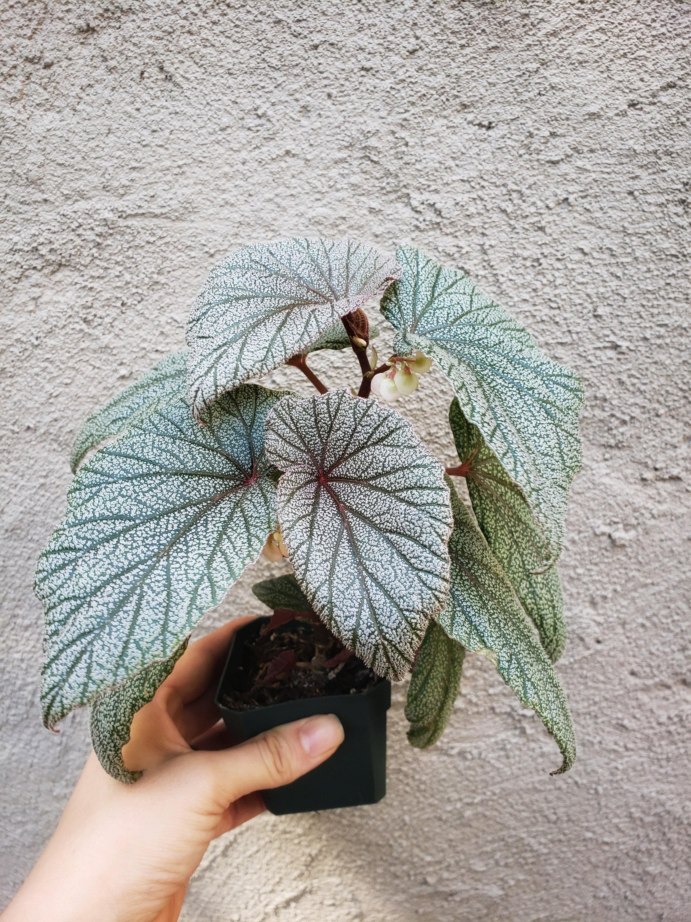 Sinbad Angel Wing Begonia Rare Plant Pink Plant Etsy