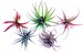 Air Plant Variety Pack / Tillandsia Craft Kit / Home Decor Plants / Cheap Plants / Great for Terrariums, Houseplants and Fairy Gardens 