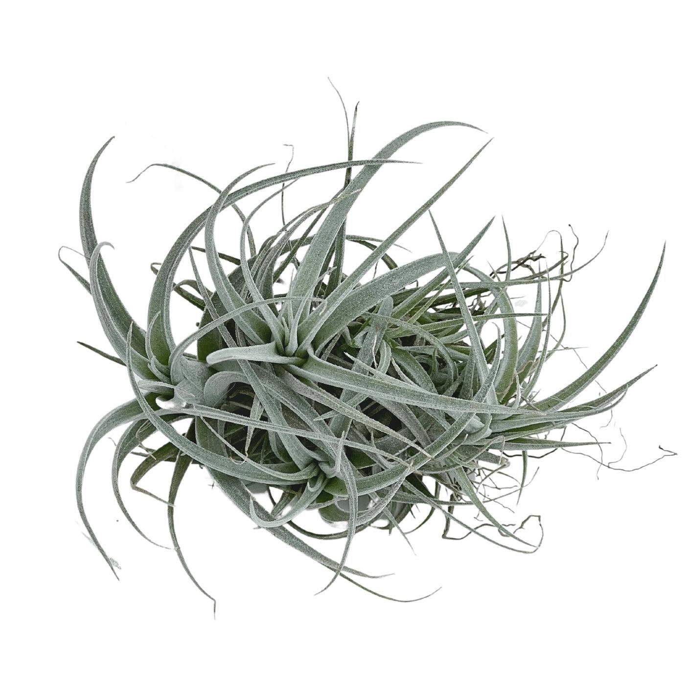 Subsecundifolia Hanging Clump / Air Plant Ball / Tillandsia Etsy