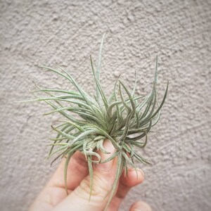 Tillandsia Bandensis Air Plant / Live Plant / Easy / Great for Terrariums, Houseplants and Fairy Gardens