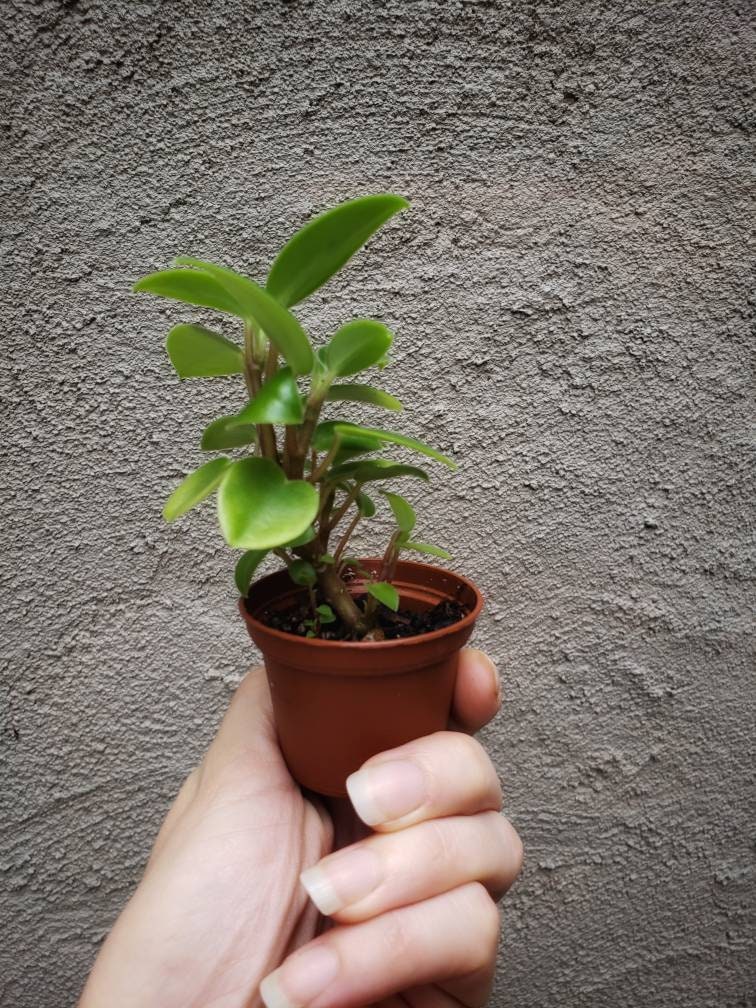 Unique Rubber Plant Cats with Simple Decor