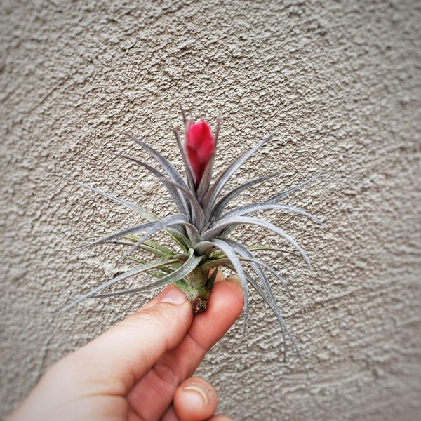 Air Plant Etsy