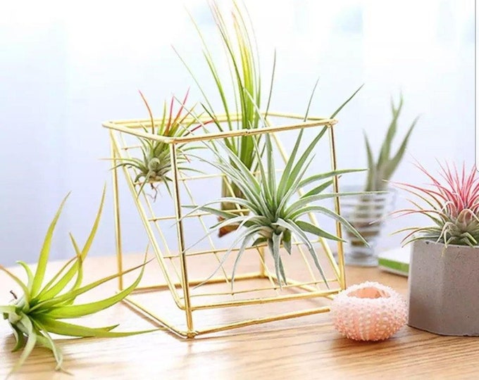 Desk Air Plant Holder / Plant Stand / Tillandsia Stand / Etsy