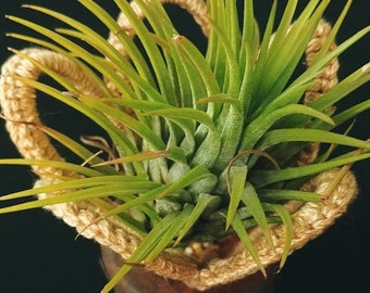 graceful air plant holder