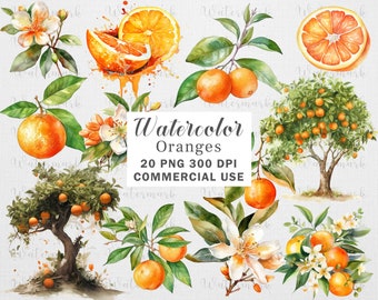 20 Watercolor Oranges Clipart, Orange Fruit Clipart, Orange Flower Clipart, Instant Download, 300 DPI, Transparent PNG Files, Commercial use