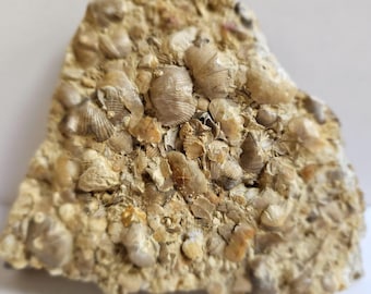 Piece Sea Bottom with Fossilized Seashell from Aral Sea Region, Kazakhstan. (Over 300 Million Years Old!)