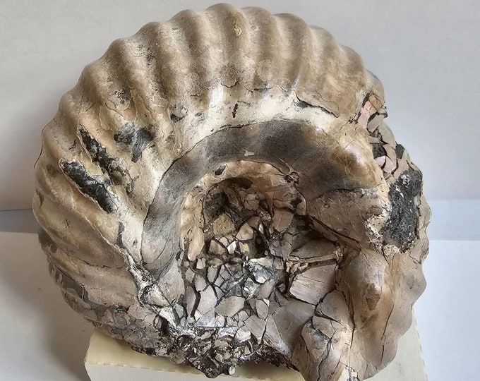 Big Pyritized Ammonite from Ryazan City Region, Russia. (Over 160 Million Years Old!)