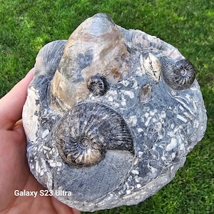 Authentic Fossil Cluster from Ulyanovsk, Russia – Ammonite, Marine Fossils, Fossil Art – Rare Natural Specimen for Collectors & Décor