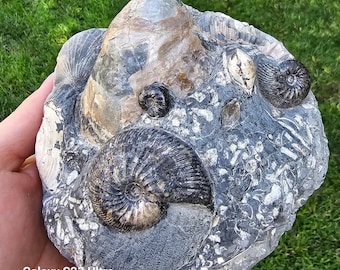 Authentic Fossil Cluster from Ulyanovsk, Russia – Ammonite, Marine Fossils, Fossil Art – Rare Natural Specimen for Collectors & Décor
