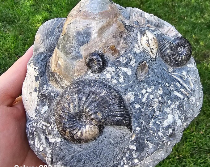 Authentic Fossil Cluster from Ulyanovsk, Russia – Ammonite, Marine Fossils, Fossil Art – Rare Natural Specimen for Collectors & Décor