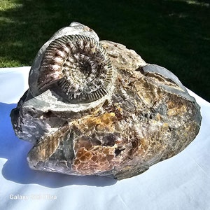 Authentic Fossil Cluster from Ulyanovsk, Russia – Ammonite, Marine Fossils, Fossil Art – Rare Natural Specimen for Collectors & Décor