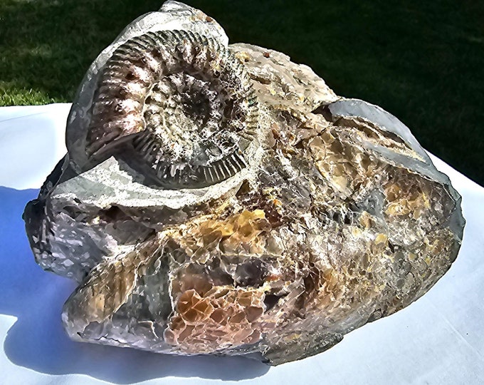 Authentic Fossil Cluster from Ulyanovsk, Russia – Ammonite, Marine Fossils, Fossil Art – Rare Natural Specimen for Collectors & Décor