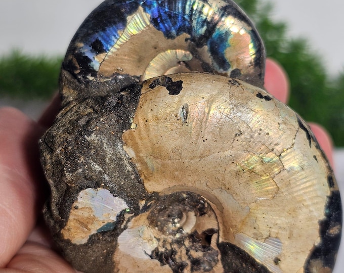 Rare Pyritized Ammonite Cluster from Russia | Natural Fossil with Golden Shine | Unique Gift & Collector's Piece