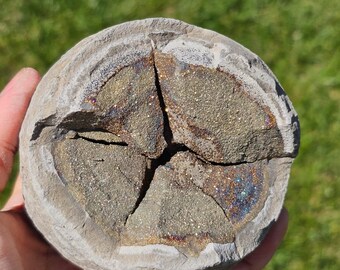 Rare Pyrite Septarian Nodule from Russia – Natural Crystal Mineral Specimen, Druzy Display Stone, Collector's Gift or Decor