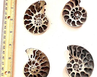Pyritized Ammonite Fossil, Mikhailov's Pit, Russia