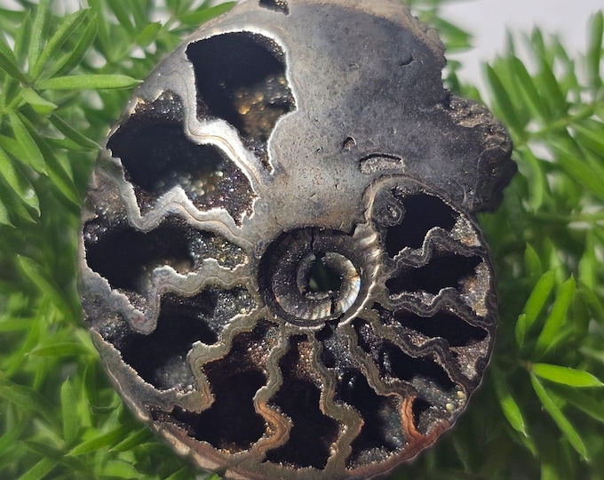 Pyritized Ammonite Fossil from Russia – Rare Jurassic Gold Fossil Collector Specimen