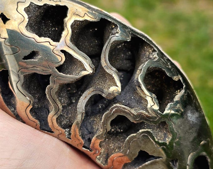Rare Pyritized Ammonite Fossil – Natural Metallic Fossil from Ryazan, Russia – Unique Crystal Mineral Specimen for Collectors or Decor