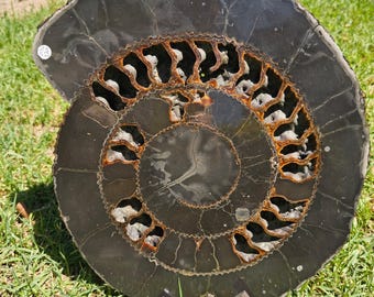 Large Pyritized Ammonite Fossil, 14 Inch, Ulyanovsk Russia, Rare Pyrite Fossil Specimen, Natural Mineral Collectible