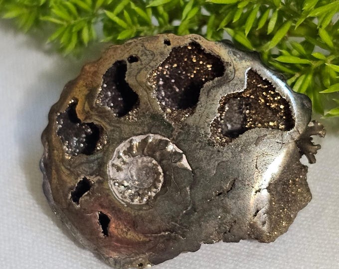 Pyritized Ammonite Fossil from Ryazan City Region, Russia (Over 160 Million Years Old) Fossil Gift Friend Specimen Gift Geological Gift