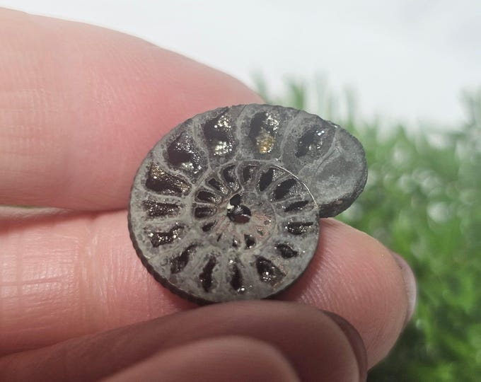 Pyritized Ammonite Fossil from Russia – Rare Jurassic Gold Fossil Collector Specimen