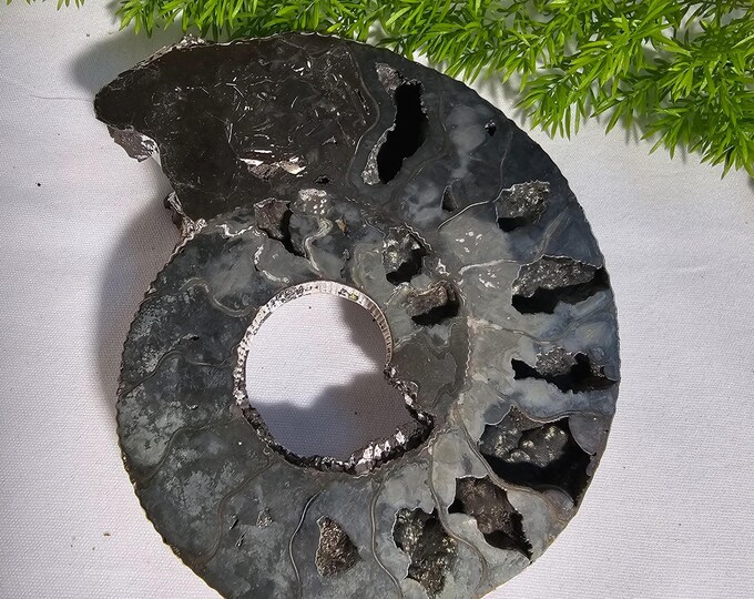 Pyritized Ammonite Fossil from Ryazan City Region, Russia (Over 160 Million Years Old) Fossil Gift Friend Specimen Gift Geological Gift