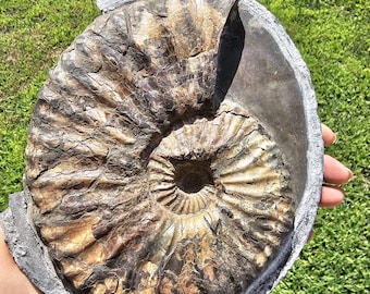 Pyritized Ammonite Fossil from Ryazan City Region, Russia (Over 160 Million Years Old) Fossil Gift Specimen Collection Geological Gift