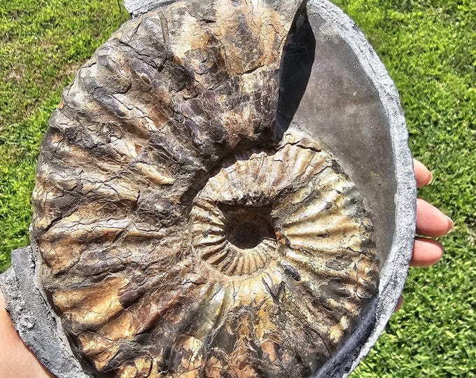 Pyritized Ammonite Fossil from Ryazan City Region, Russia (Over 160 Million Years Old) Fossil Gift Specimen Collection Geological Gift
