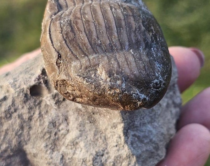 Trilobite Fossil – Kola Peninsula, Russia – 500+ Million Years Old – Genuine Ordovician Marine Fossil Specimen