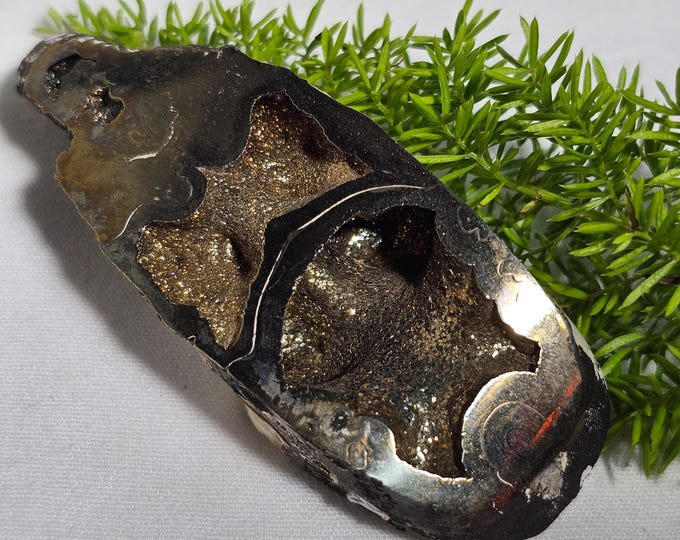 Pyritized Ammonite Fossil  cross section from Ryazan City Region, Russia (Over 160 Million Years Old) Fossil Gift Friend Specimen Gift