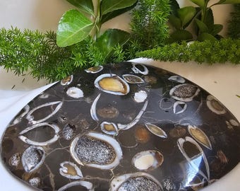 Seashell Simbircite and Pyrite Fossil from Ulyanovsk City Region, Russia | Fossil Gift for a Friend Rare Fossil Specimen Gift