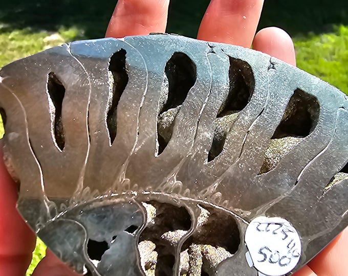 Pyritized Ammonite Fossil from Ryazan City Region, Russia (Over 160 Million Years Old) Fossil Gift Friend Specimen Gift Geological Gift