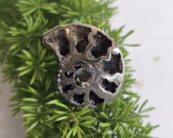 Pyritized Ammonite Fossil from Ryazan, Russia – Rare Jurassic Collectible, Natural Metallic Shell, Unique Gift, Home Décor, Geology Specimen