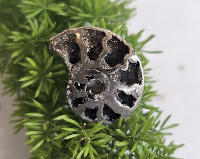 Pyritized Ammonite Fossil from Ryazan, Russia – Rare Jurassic Collectible, Natural Metallic Shell, Unique Gift, Home Décor, Geology Specimen