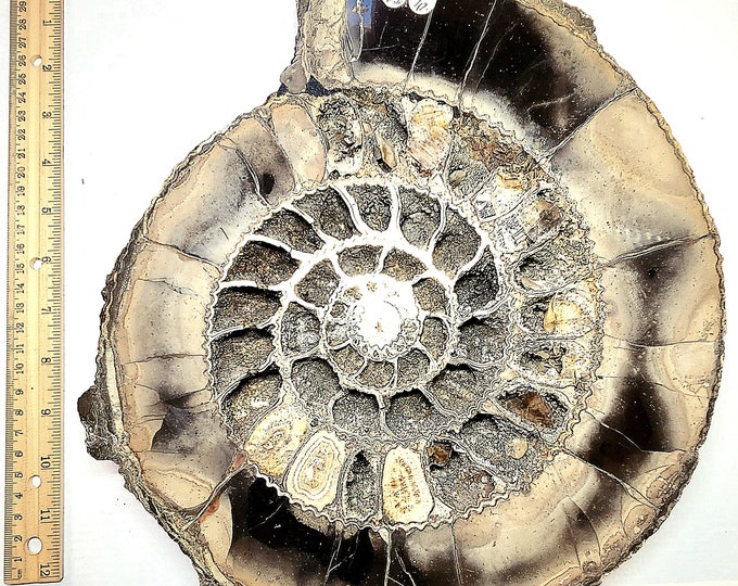 Big Pyritized Ammonite from Volga River, Ulyanovsk City Region, Russia. (Over 300 million years old).