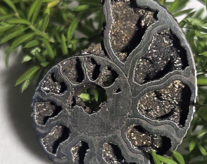 Pyritized Ammonite Fossil from Russia – Rare Jurassic Gold Fossil Collector Specimen